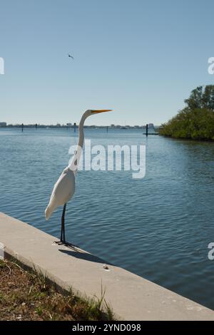 Profil großer weißer Egret, der auf der Seite des Uferwalls steht und über das Wasser blickt. Outlet zum Gulfport Florida Marina und Boca Ciega Bay. Ruhiges Blau Stockfoto