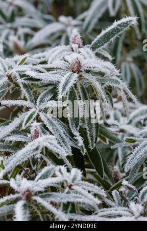 Rhododendron Hachmann's Brasilia, frostbedeckte Knospen im Winter Stockfoto