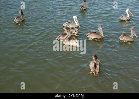 Vier plus isolierte braune Pelicaner in der unteren Hälfte in ruhigem, flachem Wasser. Reflexion von Vögeln in kleinen Wellen. Horizontaler Blick in das Bucht-Wasser. In Flor Stockfoto