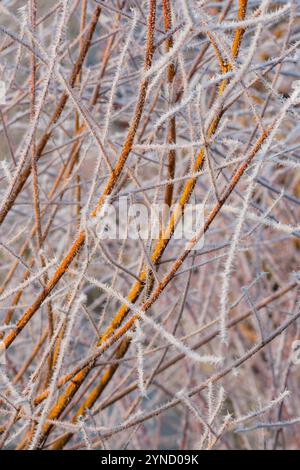 Salix alba vitellina, goldene Weide, goldenes Ochsenweide, frostbedeckte orange-scharlachrote Zweige im Winter Stockfoto