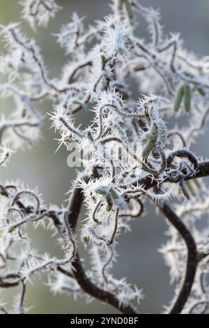 Corylus avellana Contorta, Korkenzieher Haselnuss, Harry Lauders Wanderstock, frostbedeckte Äste, Winter Stockfoto