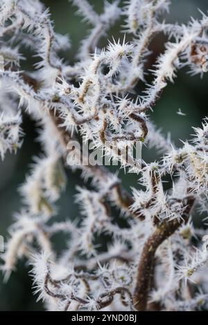 Corylus avellana Contorta, Korkenzieher Haselnuss, Harry Lauders Wanderstock, frostbedeckte Äste, Winter Stockfoto