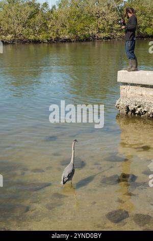 Blauer Reiher steht und seichtes Wasser neben einer Ufermauer mit einem Fischer auf einem Steg, der in die beiden Boca Ciega Bay im Golf führt Stockfoto