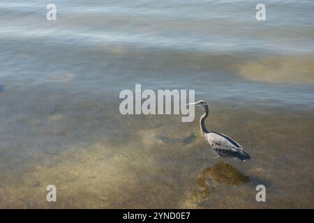 Isolierter Blaureiher in der unteren rechten Ecke, schwimmt nach links in ruhigem, flachem Wasser. Reflexion des Vogels in kleinen Wellen. Horizontal, Blick in die Bucht Stockfoto