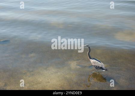 Isolierter Blaureiher in der unteren rechten Ecke, schwimmt nach links in ruhigem, flachem Wasser. Reflexion des Vogels in kleinen Wellen. Horizontal, Blick in die Bucht Stockfoto