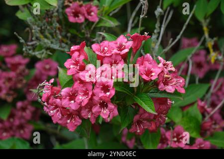 Weigela Vanicek, Weigela Newport Rot, trichterförmige lila-rote Blüten im Frühsommer Stockfoto