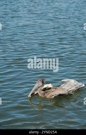 Isolierter Pelikan in der unteren rechten Ecke, schwimmt nach links in ruhigem, flachem Wasser. Reflexion des Vogels in kleinen Wellen. Horizontaler Blick in das Bucht-Wasser. Stockfoto