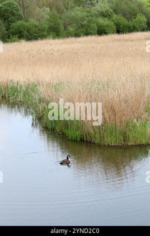 Gemeines Schilf, Phragmites australis, Poaceae. Reed Beds, Amwell Nature Reserve, Ware, Hertfordshire, Großbritannien. Stockfoto