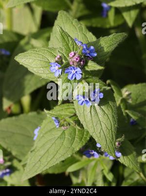 Green Alkanet oder Evergreen Bugloss, Pentaglottis sempervirens, Boraginaceae. Amwell Nature Reserve, Großbritannien. Stockfoto