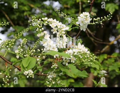 Bird Cherry, Hackberry, Hagberry oder Mayday Tree, Prunus padus, Rosaceae. Amwell Nature Reserve, Großbritannien. Stockfoto