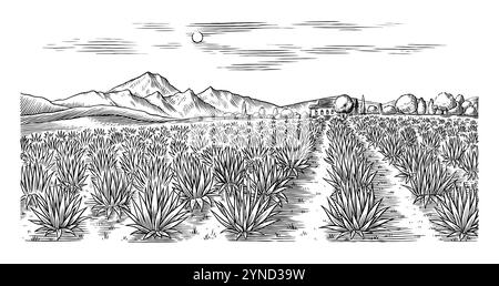 Agave-Feld. Vintage-Retro-Landschaft. Ernte für die Tequila-Herstellung. Vektorabbildung für Menü oder Poster. Gravierte handgezeichnete Skizze. Holzschnitt Stock Vektor