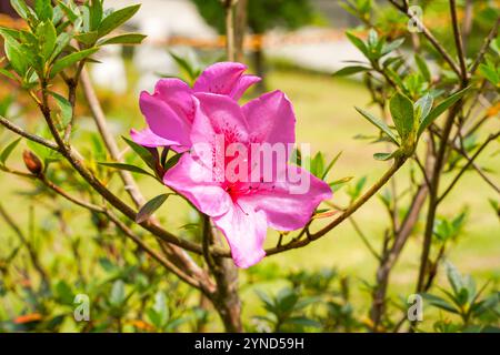 Blühende rosafarbene Azaleen-Blüten aus nächster Nähe in einem botanischen Garten. Azaleen sind blühende Sträucher der Gattung Rhododendron, insbesondere der ehemaligen Abschnitte Stockfoto