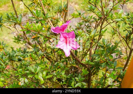Blühende rosafarbene Azaleen-Blüten aus nächster Nähe in einem botanischen Garten. Azaleen sind blühende Sträucher der Gattung Rhododendron, insbesondere der ehemaligen Abschnitte Stockfoto
