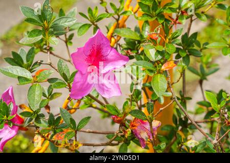 Blühende rosafarbene Azaleen-Blüten aus nächster Nähe in einem botanischen Garten. Azaleen sind blühende Sträucher der Gattung Rhododendron, insbesondere der ehemaligen Abschnitte Stockfoto