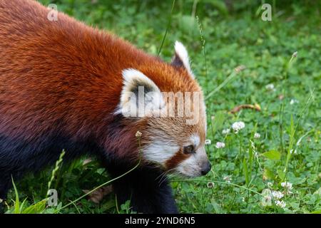 Westliche Katzenbär (Ailurus Fulgens Fulgens), auch bekannt als die nepalesischen roter Panda. Stockfoto