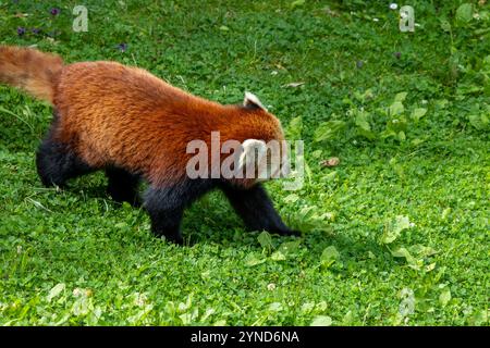 Westliche Katzenbär (Ailurus Fulgens Fulgens), auch bekannt als die nepalesischen roter Panda. Stockfoto