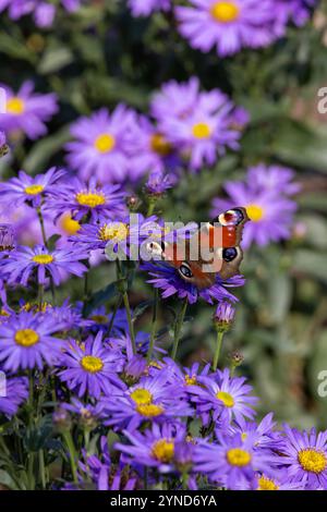 Bunter Tagfalter sammelt Nektar auf lila Blüten Stockfoto