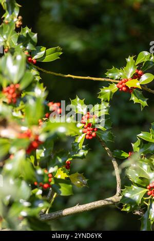 Stechpalme-Zweig (Deutsche Stechpalme) mit roten Beeren, Hintergrund. Selektiver Fokus Stockfoto