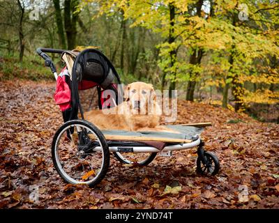 Golden Retriever Hund in einem Kinderwagen umgeben von Herbstlaub in einer Waldlandschaft. Stockfoto