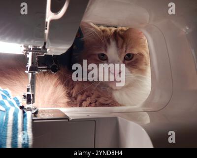 Katze beobachtet mich beim Nähen Stockfoto