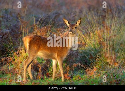 Rothirschkalb steht bei Sonnenaufgang auf einer Wiese, Großbritannien. Stockfoto