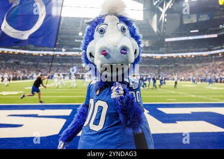 Indianapolis, Indiana, USA. November 2024. Indianapolis Colts Maskottchen Blue während der NFL-Action gegen die Detroit Lions im Lucas Oil Stadium in Indianapolis, Indiana. John Mersits/CSM/Alamy Live News Stockfoto