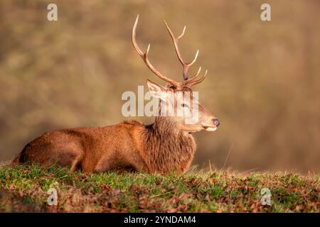 Porträt eines jungen Hirschhirsches, der auf Gras liegt, Großbritannien. Stockfoto