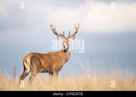 Junger Rothirsch, der im Gras steht und seine Zunge zeigt, UK. Stockfoto