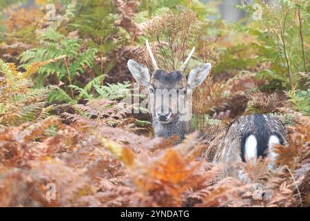 Junghirsch, der sich im Herbst in Bracken versteckt. Stockfoto