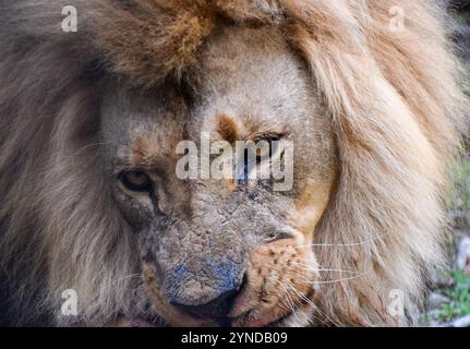 Porträt eines männlichen afrikanischen Löwen in einem Rettungs- und Rehabilitationszentrum und Heiligtum in Simbabwe. Quelle: Vuk Valcic / Alamy. Stockfoto