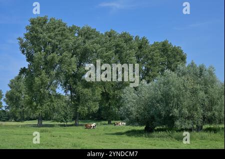 Naturlandschaft im Himmelgeister Naturpark Rheinbogen auch Hochwassergebiet in der Nähe von Rhein, Düsseldorf-Himmelgeist, Nordrhein-Westfalen, Deutschland Stockfoto