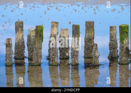 acorn Nacles bzw. Semibalanus balanoides in Holzgroyne und Ebbe im Wattenmeer-Nationalpark in der Nordsee Stockfoto