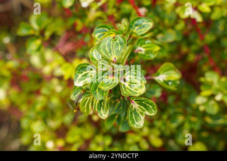 Iresine herbstii oder Herbstes Blattblut ist eine Art blühender Pflanze aus der Familie der Amaranthaceae. Manche nennen diese Pflanze die Hühnermagizzard-Pflanze. Re Stockfoto