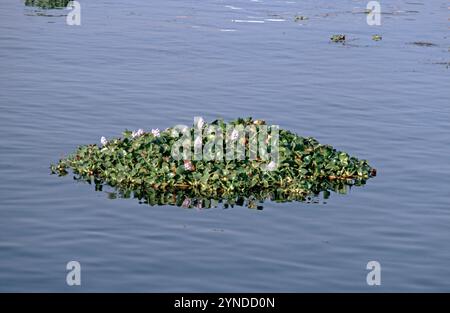 Wasserhyazinthen (Eichhornia), die im Nil bei Luxor im Niltal, Ägypten, im September 1989 schwimmen Stockfoto