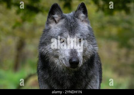 Close-up-Porträt von schwarz-weißem Nordwestwolf / Mackenzie Valley Wolf / Kanadier / Alaska Holzwolf (Canis Lupus occidentalis) im Wald Stockfoto