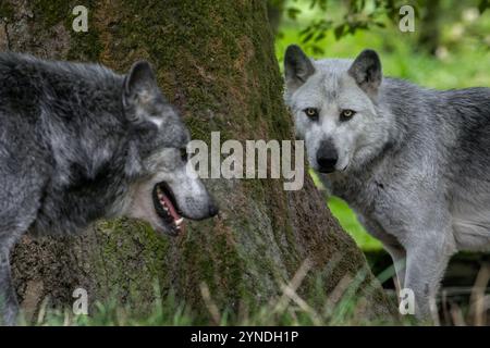 Nahaufnahme von zwei schwarz-weißen Wölfen im Nordwesten / Wolf im Mackenzie Valley / Kanadier- / Alaska-Holzwölfe (Canis Lupus occidentalis) im Wald Stockfoto