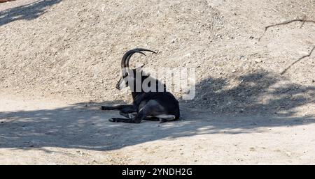 Bergziege mit Hörnern liegt im Schatten eines Berges. Hochwertige Fotos Stockfoto