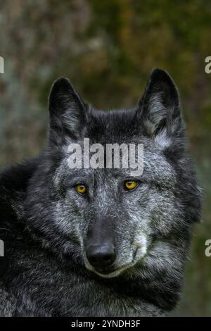 Close-up-Porträt von schwarzem Nordwestwolf / Mackenzie Valley Wolf / Kanadier / Alaska Holzwolf (Canis Lupus occidentalis) im Wald Stockfoto