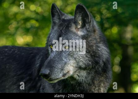 Close-up-Porträt von schwarzem Nordwestwolf / Mackenzie Valley Wolf / Kanadier / Alaska Holzwolf (Canis Lupus occidentalis) im Wald Stockfoto