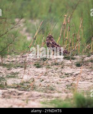 Kurzohr-Eule auf dem Boden. Kurzohr-Eule ist eine weit verbreitete Grünlandart in der Familie der Strigidae. Stockfoto