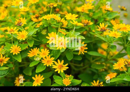 Die Blüten von Melampodium divaricatum, auch bekannt als Hierba Aguada, Goldenbutton Stockfoto