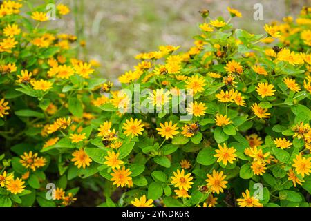 Die Blüten von Melampodium divaricatum, auch bekannt als Hierba Aguada, Goldenbutton Stockfoto