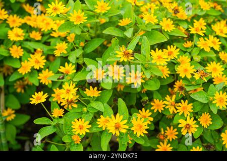 Die Blüten von Melampodium divaricatum, auch bekannt als Hierba Aguada, Goldenbutton Stockfoto