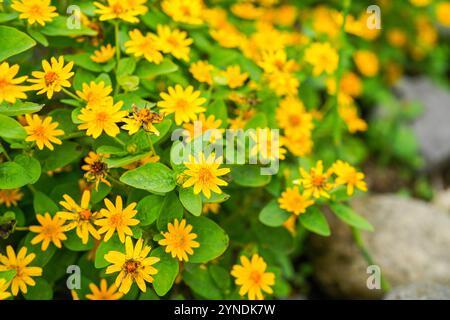 Die Blüten von Melampodium divaricatum, auch bekannt als Hierba Aguada, Goldenbutton Stockfoto