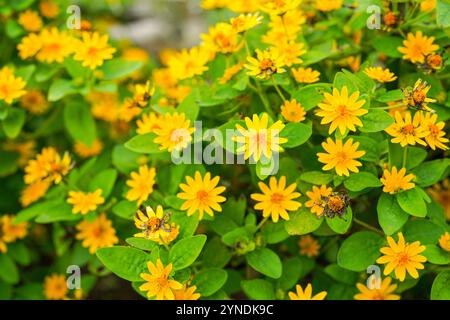 Die Blüten von Melampodium divaricatum, auch bekannt als Hierba Aguada, Goldenbutton Stockfoto