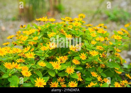 Die Blüten von Melampodium divaricatum, auch bekannt als Hierba Aguada, Goldenbutton Stockfoto