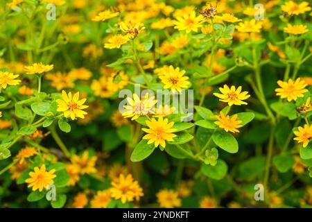 Die Blüten von Melampodium divaricatum, auch bekannt als Hierba Aguada, Goldenbutton Stockfoto