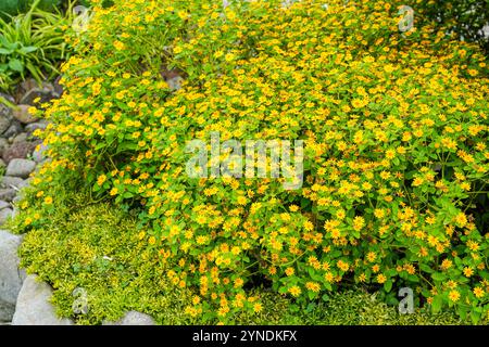 Die Blüten von Melampodium divaricatum, auch bekannt als Hierba Aguada, Goldenbutton Stockfoto