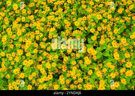 Die Blüten von Melampodium divaricatum, auch bekannt als Hierba Aguada, Goldenbutton Stockfoto