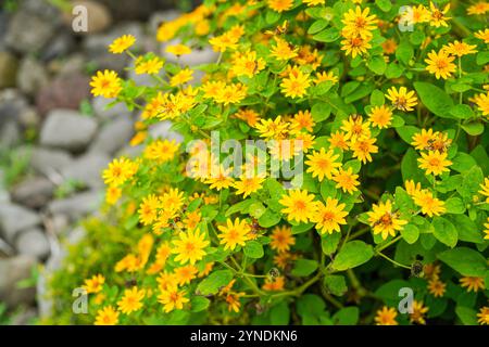 Die Blüten von Melampodium divaricatum, auch bekannt als Hierba Aguada, Goldenbutton Stockfoto